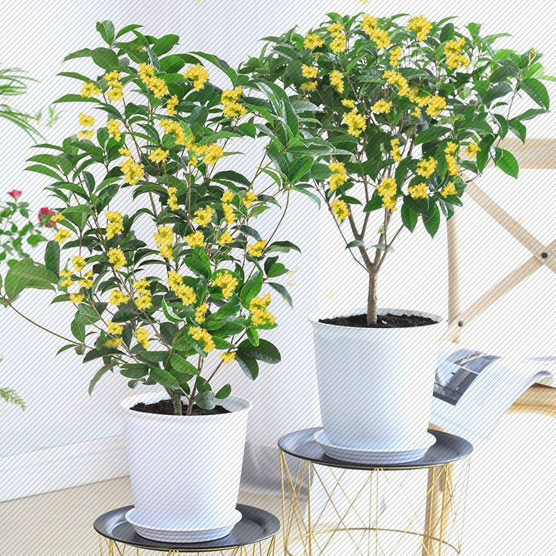 [Four Seasons Osmanthus fragrans] Лучжоу-аромат горшечных растений крытый и открытый балкон двор цветы для переноски саженцев