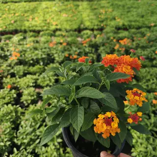 五色梅盆栽花卉室外庭院四季马樱丹好养植物花苗苗圃五色梅杯苗