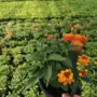 四季室外庭院植物五色梅