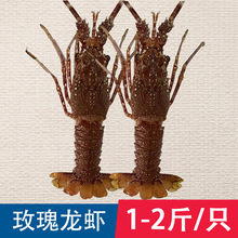 玫瑰龙 莫桑比克玫瑰龙虾 餐厅食材刺身海鲜日料冷冻龙虾1-2斤/只