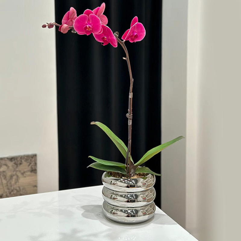Nordic Ins Phalaenopsis Orchid Pot Ceramic Special Small Set Pot Tire Light Luxury High-End Desktop Office Vase