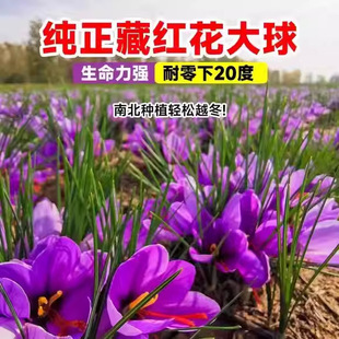 Medicinal Saffron Seed Bulb Seedlings Flower Potted Crocus Saffron Outdoor Courtyard Cold-Resistant Plant Bulbs