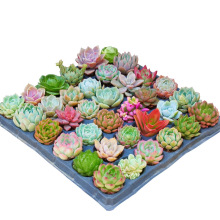 ֲMմɻkһܾGֲk͏dBNֲ