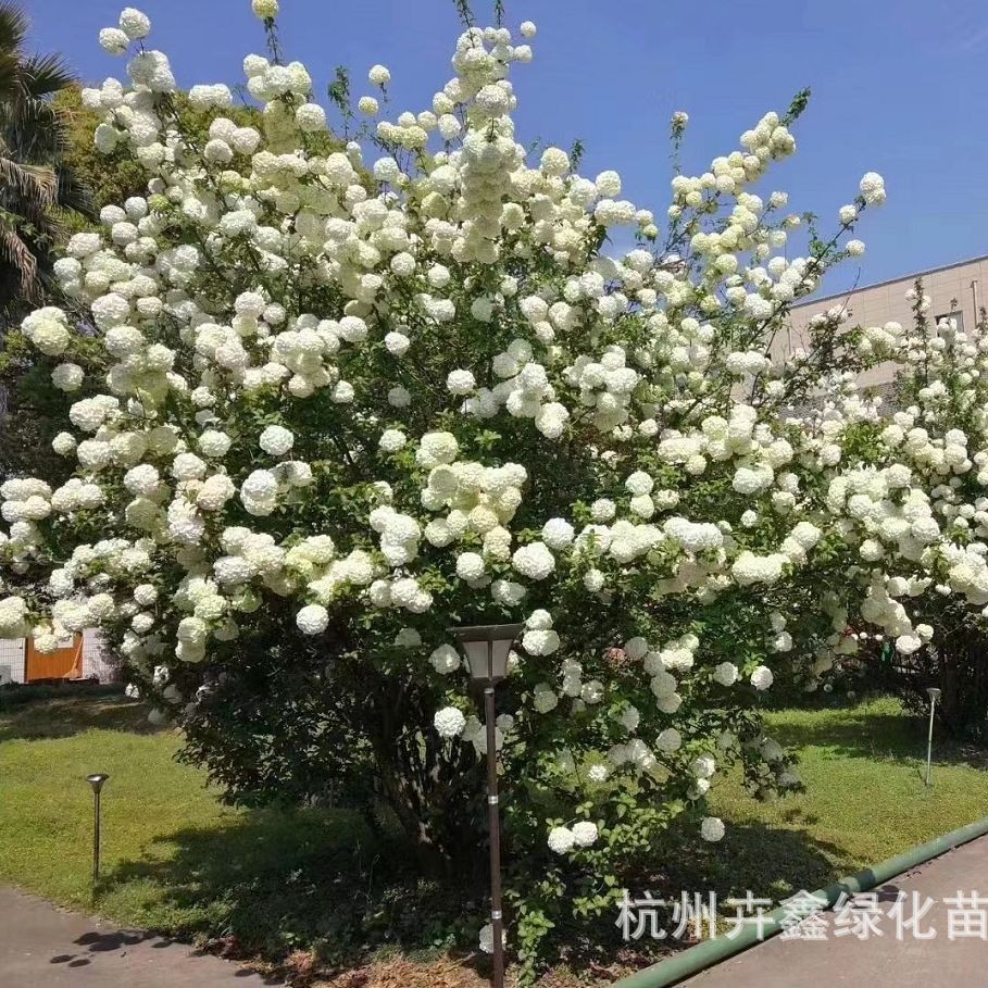 基地大量批发中华木绣球斗球花苞10-20CM大花庭院天目琼花