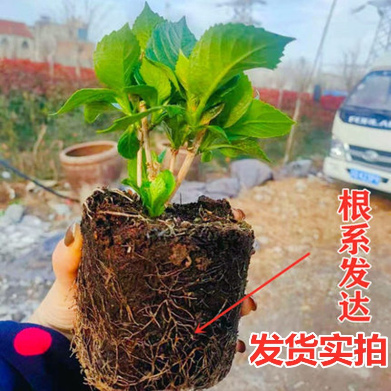 一件代发绣球花苗盆栽四季开花易活室内阳台庭院花卉植物无尽夏大