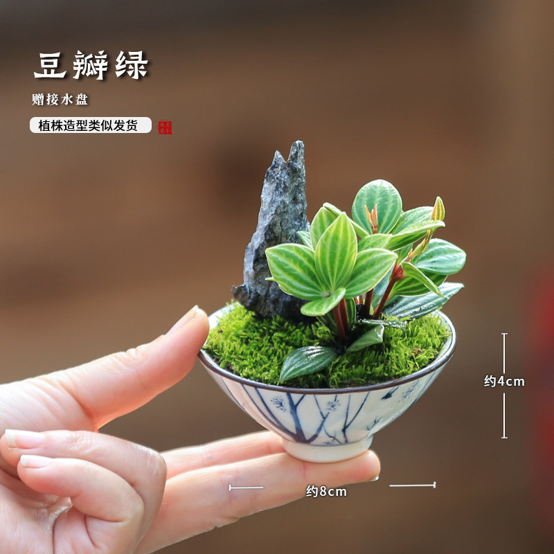 Mini Green Plants, Small Potted Plants, Indoor Office Desktop, Zen-Style Small Green Plants, Tea Table, Small Plants and Flowers