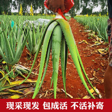 �������J�C�҃������ԾGֲʳ�������J�C���ܷ�ݗ�����ȩ���ֲ��