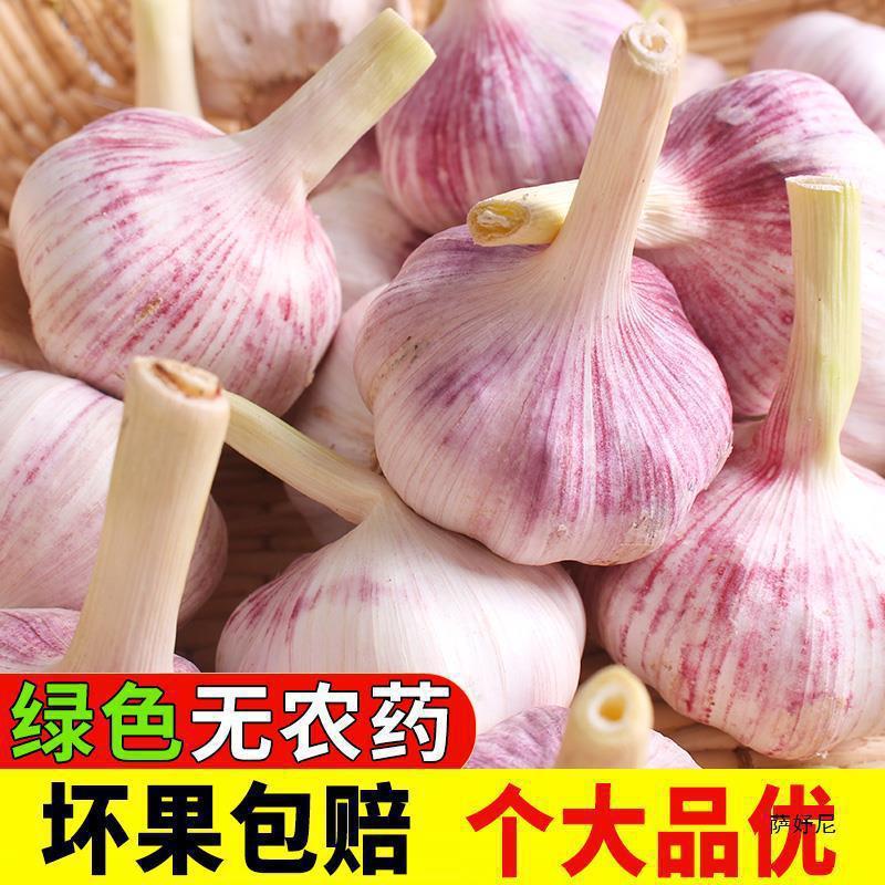 山东金乡大蒜头干蒜5斤新鲜蒜籽2024当季蔬菜批发紫皮10斤特大果|undefined