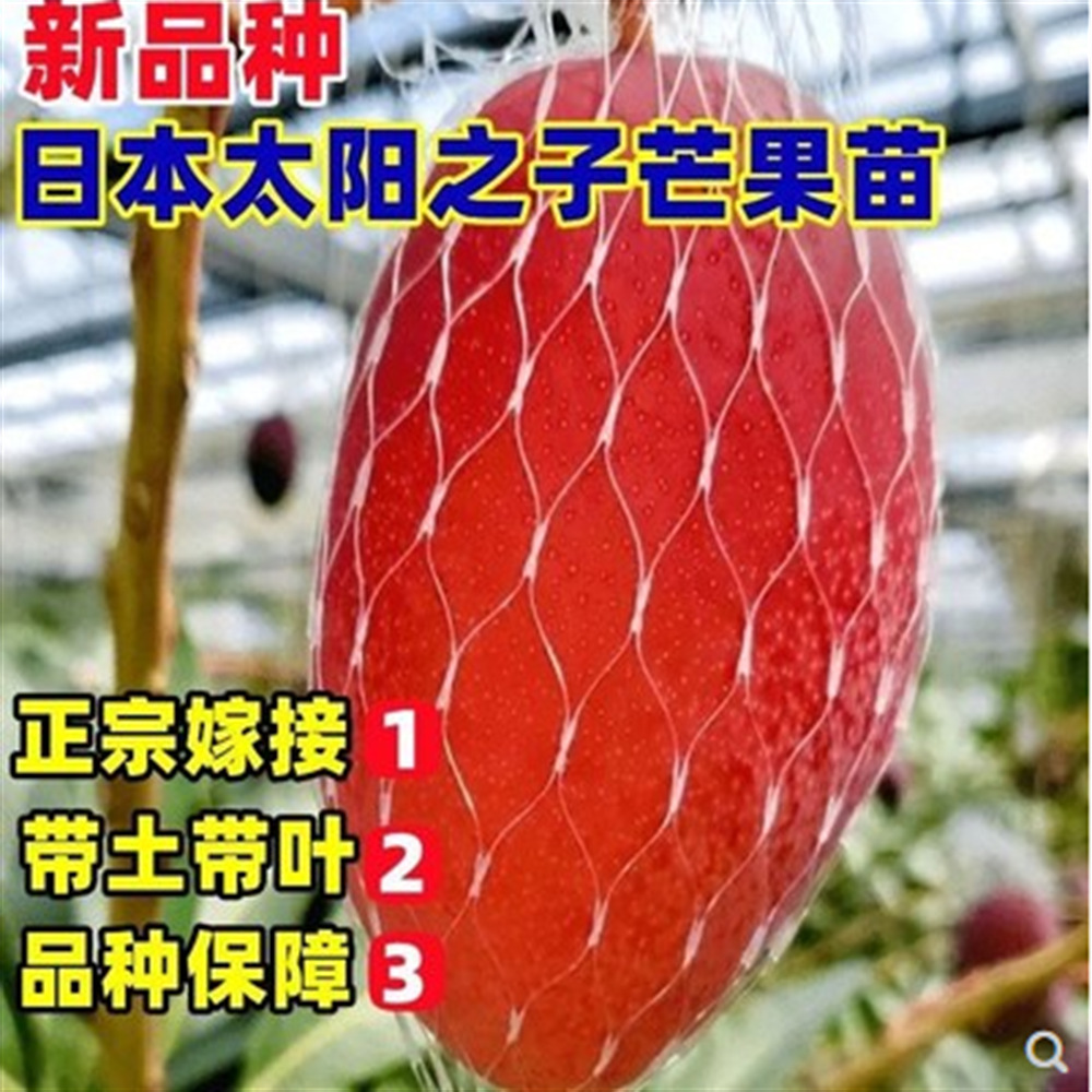 嫁接椰香芒果苗水果树苗台农1号 苹果芒 澳芒 金辉煌芒庭院树苗木