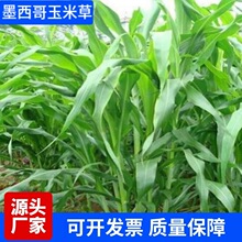 批发墨西哥玉米草种籽高丹草苏丹草猪羊牛鱼兔养殖多年生牧草种子