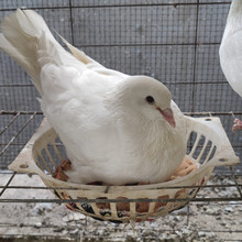 白羽王種鴿價格 米瑪斯鴿子一對多少錢  落地王肉鴿種鴿養殖場