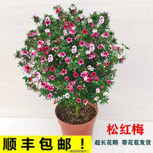 �����ɼt÷����������ɫ÷ѩ��÷�҃Ȼ��������̨�������ļ��^��