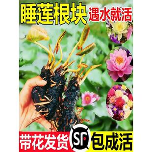 ˯ɏˮ��ֲ���ļ��_���~�׳����ɻ�����ˮ�B���K����������ɏ�N��