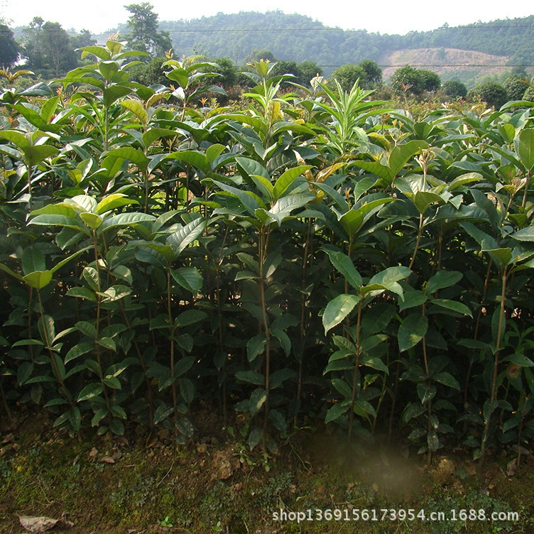 Оптовые поставки розеток османтуса Хунань, красный османтус обладает хорошей корневой системой и высокой выживаемостью. Свяжитесь со мной для уточнения цен.