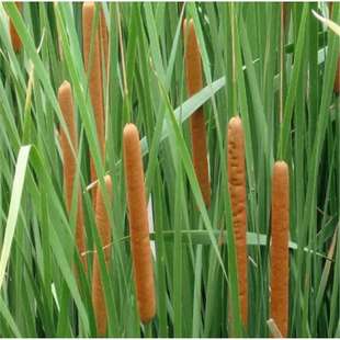 ���羳��؛�����ѷN�� �|�����ѷN�Ӳ����S�N�� ���������~�޸�ֲ