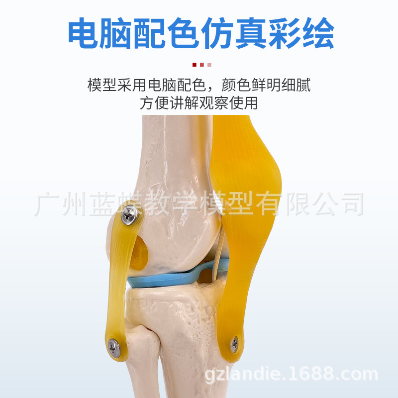 ��ѧ��������ؽڹ�����������׹Ǽ�ϥ�ؽ��ŹǿƸ��ʹ�ҽѧģ��