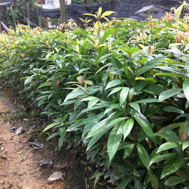 金丝楠木树苗正宗海南沉香苗黄花梨小叶紫檀降香奇楠沉香盆栽包邮