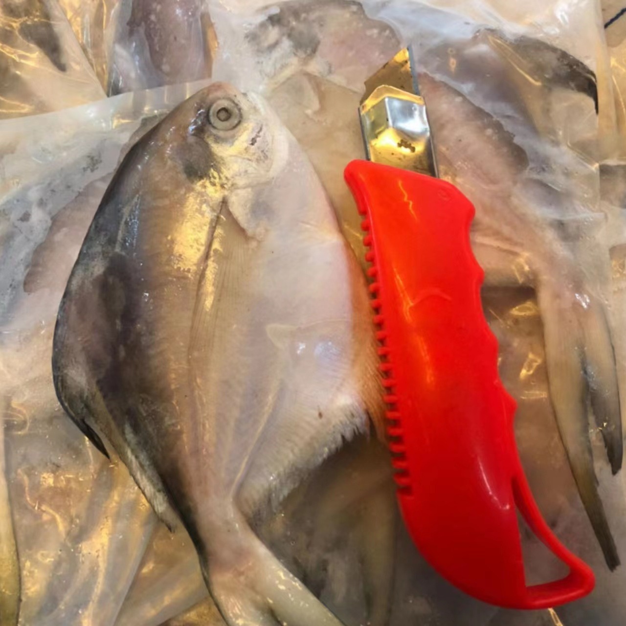 白鲳鱼新鲜冷冻银鲳鱼小白鲳鱼独立包装餐饮烧烤杂鱼煲商超20斤箱