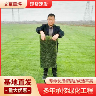 Four Seasons Green Lawn Seed Wholesale Green Courtyard Paradise Lawn 328 Factory Business Club Greening Turf Manufacturer