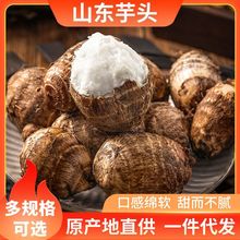 山东潍坊产地直供当季农家香甜软糯可口新鲜芋头现挖现发整箱批发