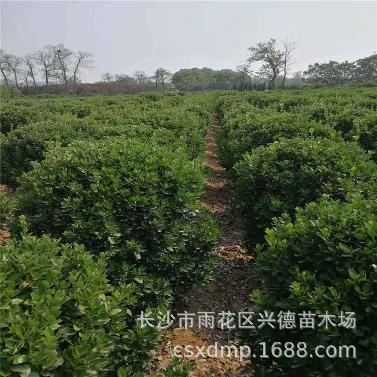 Buxus sinensis, саженцы Buxus sinensis из Хунани имеют множество сортов, шарики Buxus, хорошая форма, Xingde Seedlings предоставляет