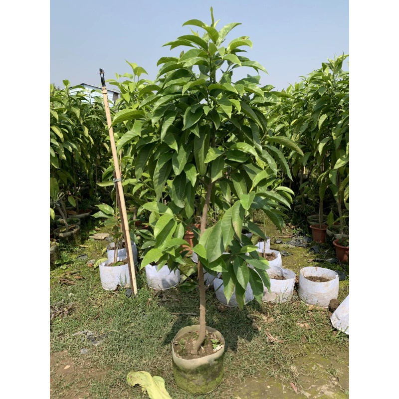 Четырехсезонная цветущая ароматная белая орхидея в горшке с цветочными бутонами, старый сучок магнолии, саженцы желтой роговой орхидеи, внутренний и открытый балкон, двор