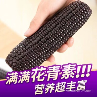 �|����Ŵ����10����Ŵ���׷Ǻ�������հ��b��ʳ��S�����������
