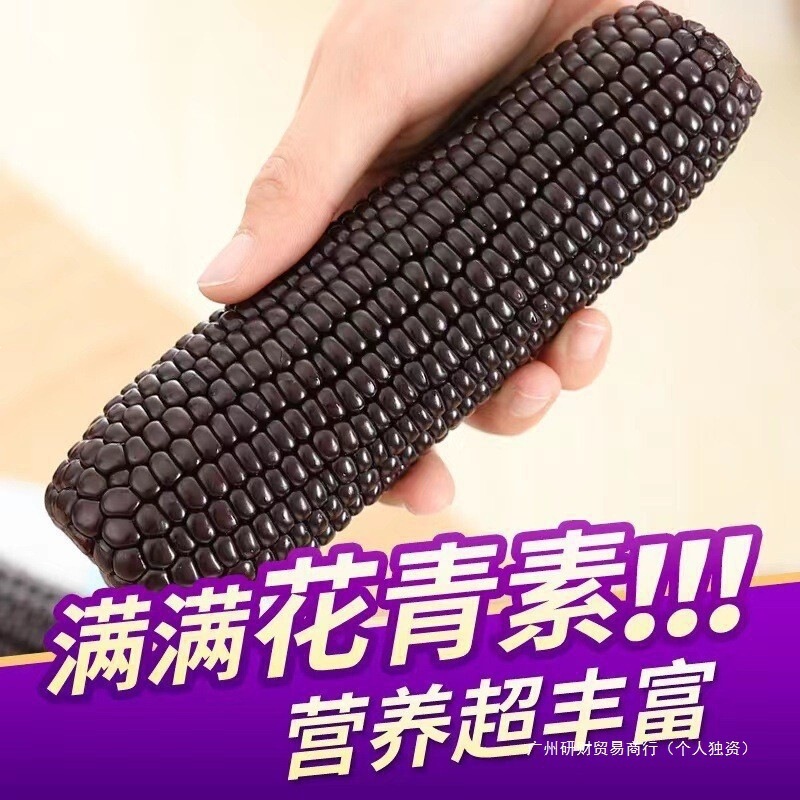 Northeastern Black Glutinous Corn, 10 Sweet Sticky Corn Cobs, Not Black Corn, Vacuum-Packed, Ready-To-Eat, Sticky Yellow Corn, Normal Refrigeration Northeastern Black Glutinous Corn, 10 Sweet Sticky Corn Cobs, Not Black Corn, Vacuum-Packed, Ready-To-Eat, Sticky Yellow Corn, Normal Refrigeration