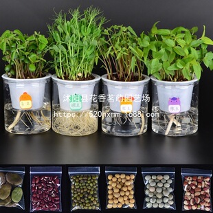 �Q���G���㶹�t�Sܿ���ˮ��N���������׃��@С�W���^��Gֲ���