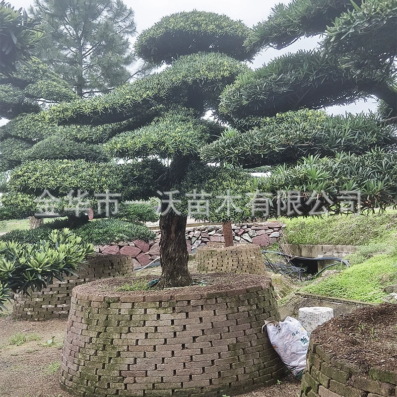 База качественного питания для лепки Luo Han Pine Garden Project диаметр грунта 12-25 см