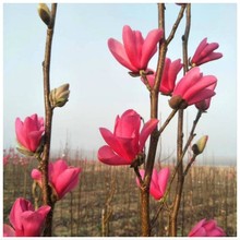 庭院绿化观花植物小乔木行道树嫁接玉兰树苗娇红黄玉兰苗好养花卉