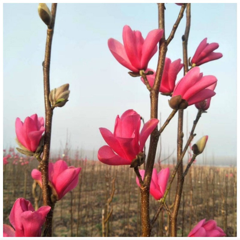 庭院绿化观花植物小乔木行道树嫁接玉兰树苗娇红黄玉兰苗好养花卉