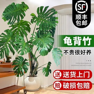 Monstera Large Potted Plant for Living Room, Indoor Large-Leaf Old Stump Plant Next to Tv Cabinet, Large Green Plant Floor-Standing