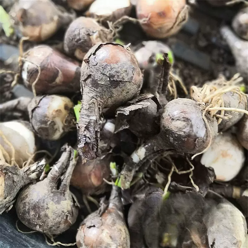 石蒜种球 球根花卉 庭院阳台种植石蒜花 种球盆栽地栽 红色彼岸花