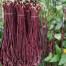 春秋红豇豆种子特长紫红豆角种孑高产早熟四季抗病豇豆角种籽大全