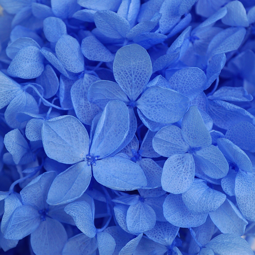 Azul marino-100g/caja