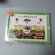 �̌W�x���S�ҹ��� �۷�����ʷ�˱� 43102 ����̌W����