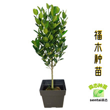 福木 福木品牌 图片 价格 福木批发 阿里巴巴