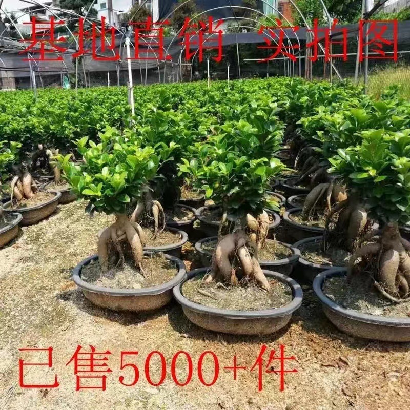Panax banyan hojas banyan modelado bonsai interior planta de terraza en maceta plantación verde banyan viejo estaca fácil de cultivar cuatro estaciones