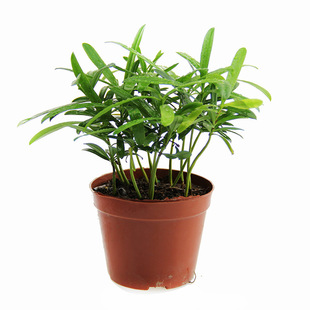 ��������DIY����ֲ�� ΢���^�쾰ֲ�� ��С�~�_�h�� ����С����