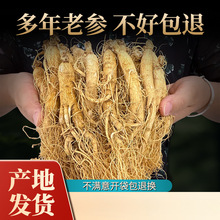 整支生晒参干人参东北人参吉林长白山脉人参新鲜白参干人参可切片