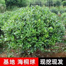 �������l��ͩ���·���̾G��ֲ�ﻨ����Ʒ��ľ�G�h�ļ����ຣͩ��