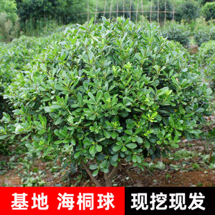 �������l��ͩ���·���̾G��ֲ�ﻨ����Ʒ��ľ�G�h�ļ����ຣͩ��