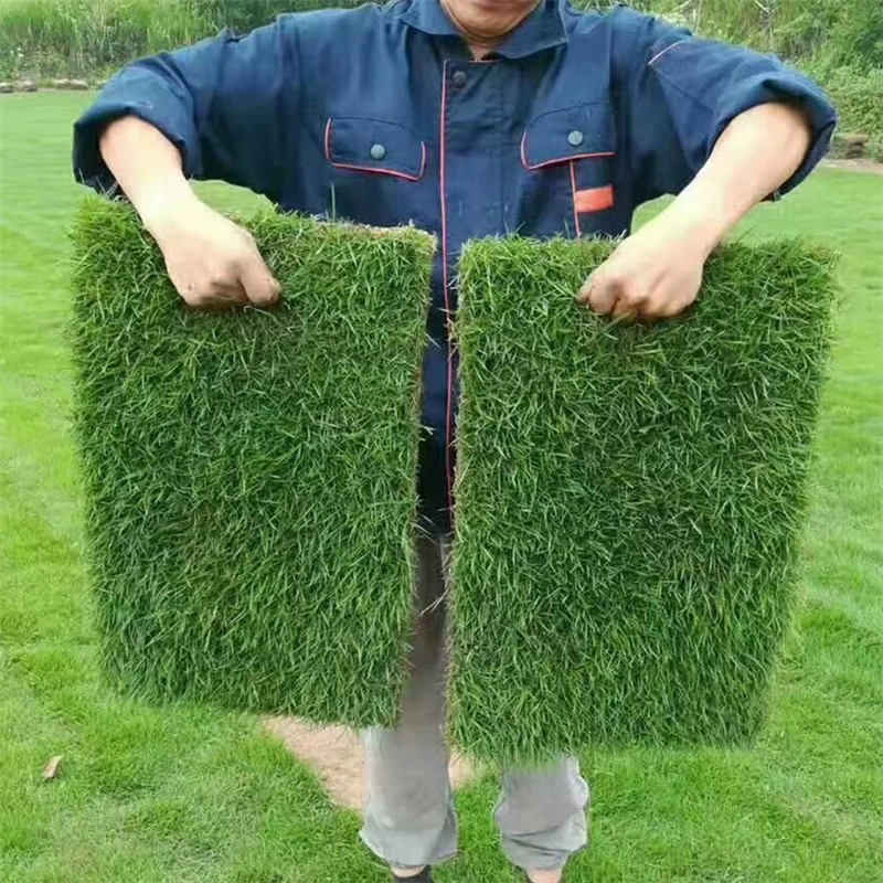 Turf Real Lawn с почвой Fruit Ridge Grass Четыре сезона Зеленый ковер Трава вырезать пряди с почвой Озеленение двора Манила