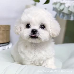 ��ɫ����Ȯ���w�����nϵ���ܼ��B����ȮС�w�Ϳɐ۹�����ë�豭Ȯ