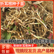 Ұ�����r�~�ȲݷN����F���۶��N�����۶����������~�ǲݎ���l؛