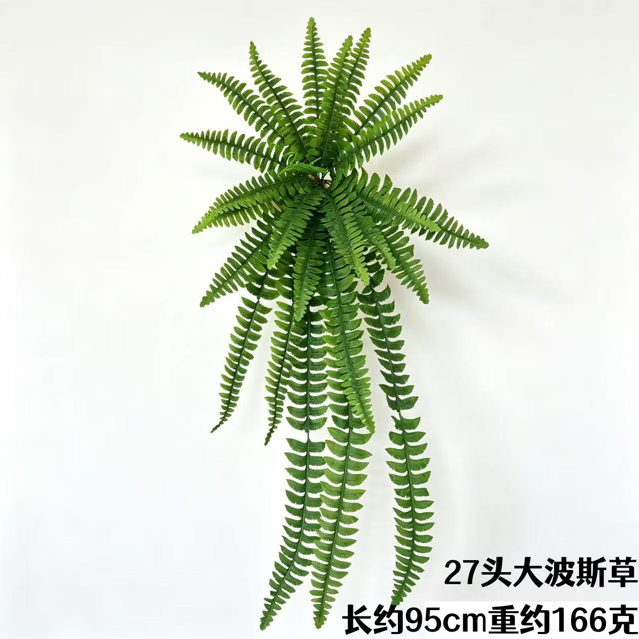 ペルシャ草 27 頭 (95cm)
