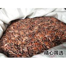 云南红皮生瓜子原味晒干葵花籽甜糯大颗粒甜水果瓜子休闲零食新货