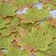 Green maple leaves 100 pieces free shipping 8cm*8cm