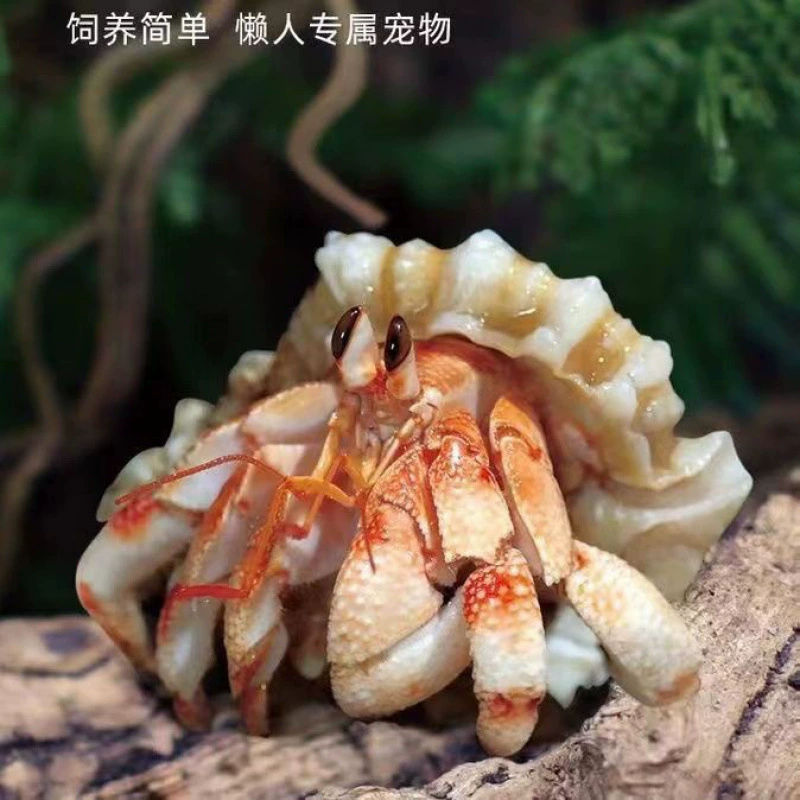 land hermit crabs — ornamental freshwater pets, multicolor mini to large, sizes 1–5 cm